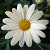 daisyc711
